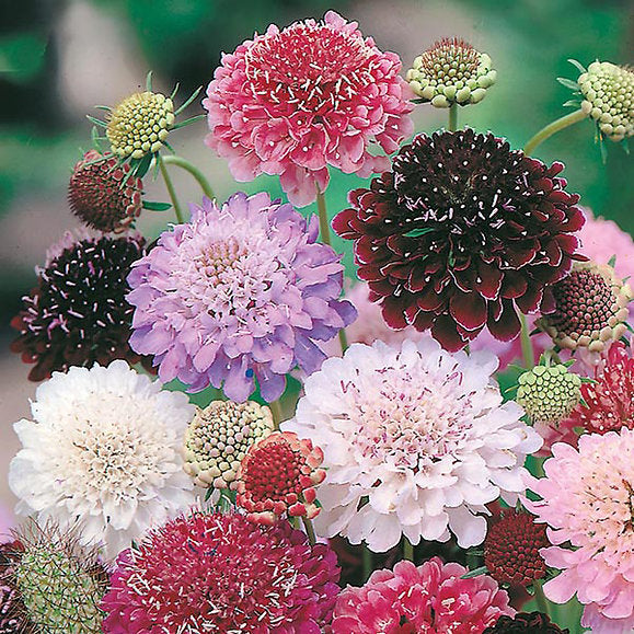 Scabiosa Tall Double Mix - Elegant Perennial Flower Seeds for Garden Borders & Bouquets(20 SEEDS)