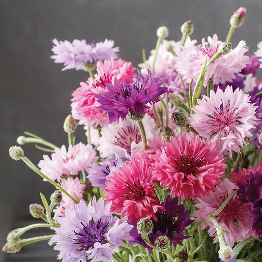 Cornflower Dwarf Polka Dot Mix - Compact and Colorful Annual Flower Seeds