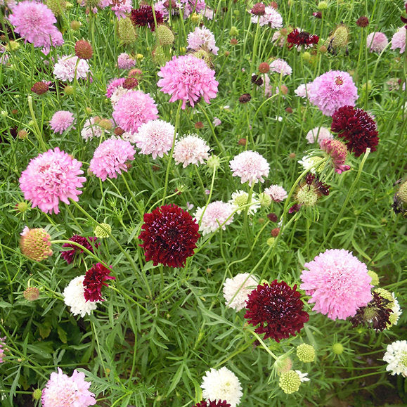 Scabiosa Tall Double Mix - Elegant Perennial Flower Seeds for Garden Borders & Bouquets(20 SEEDS)