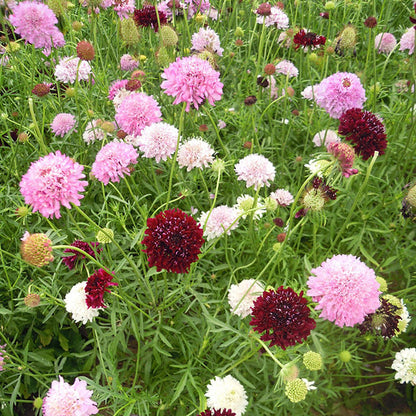 Flower Seed Pack - Calendula Fiesta Gitana Mix, Daisy Double Mix (Bellis perennis), Scabiosa Tall Double Mix, Cornflower Dwarf Polka Dot Mix(PACK OF 4)