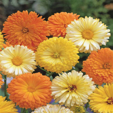 Calendula officinalis Fiesta Gitana Mix - Vibrant, Compact Flower Seeds for Gardens & Containers(50 SEEDS)