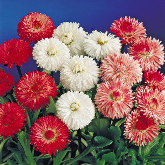 Flower Seed Pack - Calendula Fiesta Gitana Mix, Daisy Double Mix (Bellis perennis), Scabiosa Tall Double Mix, Cornflower Dwarf Polka Dot Mix(PACK OF 4)