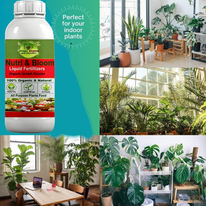 Alagaezyme Nutri Bloom– Plant Growth Booster for Potted Indoor and Outdoor Plants, Balanced Macro & Micro Nutrients Organic Plant Food, Liquid Fertilizer For Potted Indoor & Outdoor plants (1000 ml)