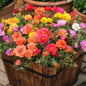 Portulaca Double Mix Seeds - Vibrant and Lush Blooms for Your Garden