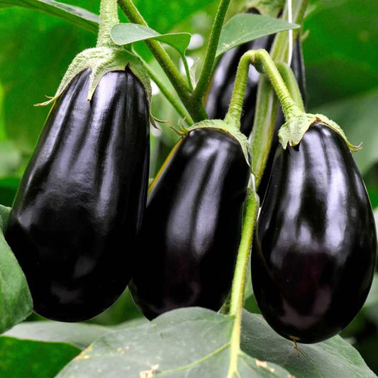 Brinjal Seeds Black Hybrid (Black Baingan/Eggplant/ब्लैक बैंगन के बीज) (50 Seeds)