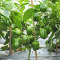 Capsicum (Hari Shimla Mirch) F1 Hybrid Seeds (30 SEEDS)