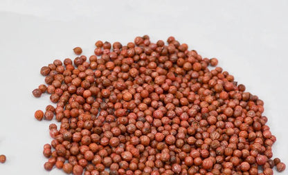 Coriander (Dhaniya) Seeds Hybrid (धनिया के बीज)(1000 Seeds)