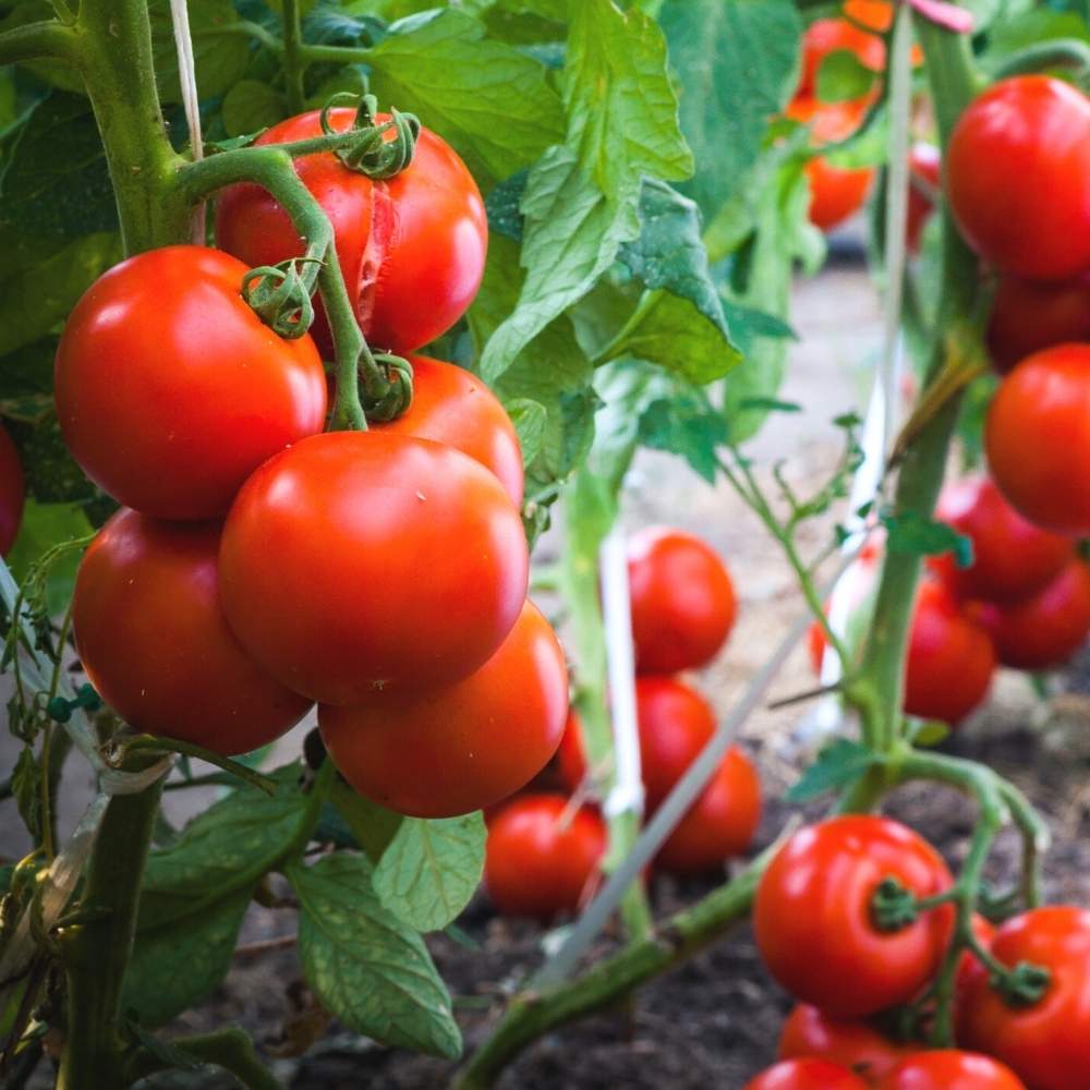 Tomato F1 Hybrid Seeds (Tamatar) (टमाटर के बीज)