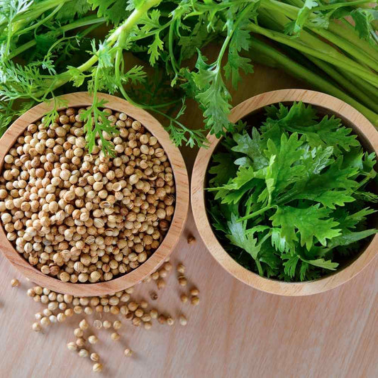 Coriander (Dhaniya) Seeds Hybrid (धनिया के बीज)(1000 Seeds)