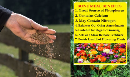 Bone Meal Fertilizer (900g) – Enhance Plant Health & Growth Naturally