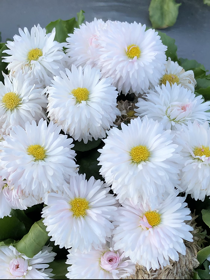 Flower Seed Pack - Calendula Fiesta Gitana Mix, Daisy Double Mix (Bellis perennis), Scabiosa Tall Double Mix, Cornflower Dwarf Polka Dot Mix(PACK OF 4)