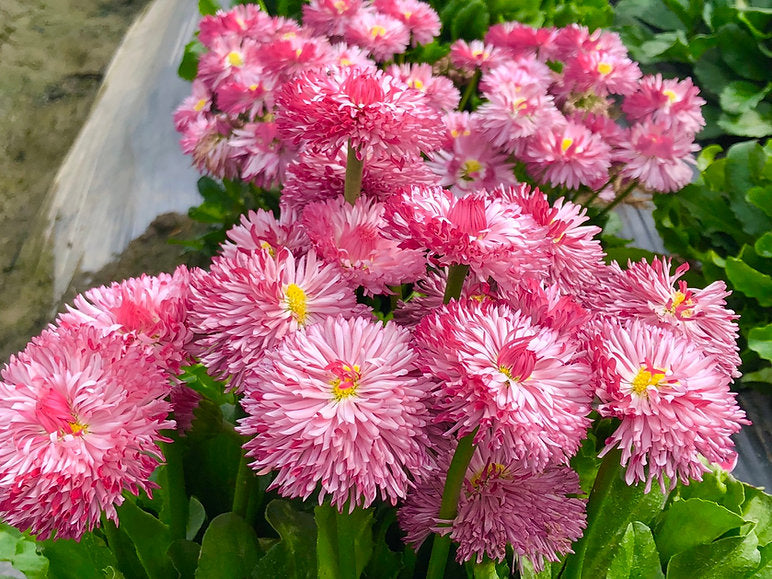 Flower Seed Pack - Calendula Fiesta Gitana Mix, Daisy Double Mix (Bellis perennis), Scabiosa Tall Double Mix, Cornflower Dwarf Polka Dot Mix(PACK OF 4)