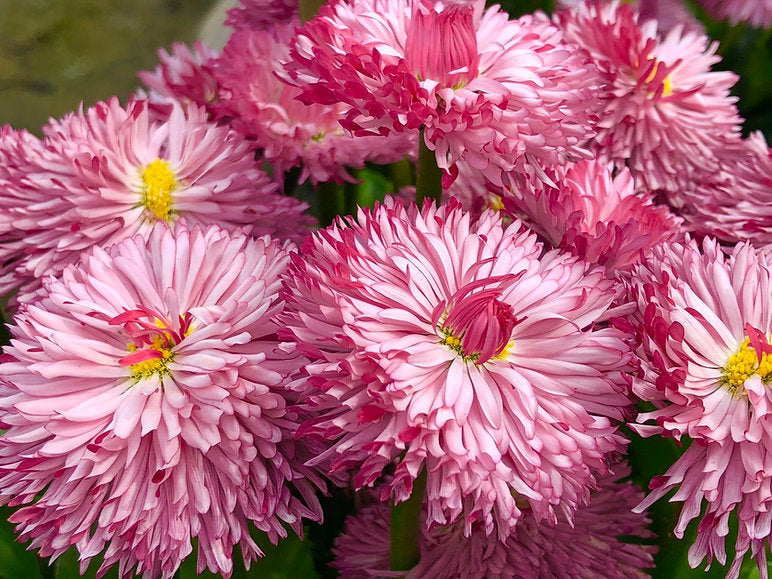 Flower Seed Pack - Calendula Fiesta Gitana Mix, Daisy Double Mix (Bellis perennis), Scabiosa Tall Double Mix, Cornflower Dwarf Polka Dot Mix(PACK OF 4)