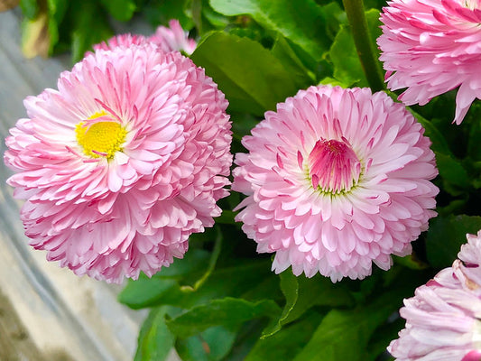 Daisy Double Mix (Bellis perennis) - Beautiful Blooming Perennial Flower Seeds (50 SEEDS)