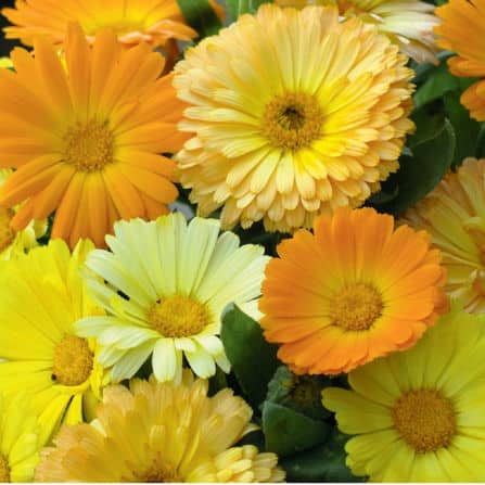 Calendula Double Fiesta Gitana Mix Seeds - Vibrant Blooms in a Colorful Array