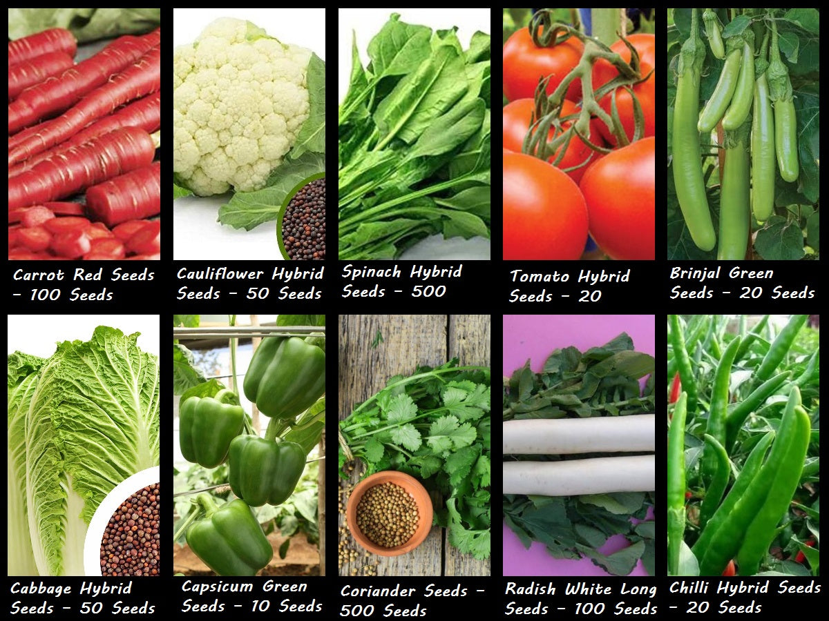 Winter Vegetable Seeds Combo - 10 Varieties (1370 Seeds) | Hybrid & High-Yield | Perfect for Winter Gardening