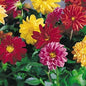 Dahlia Flower Mixed Seeds - Vibrant Blossoms in a Range of Colors