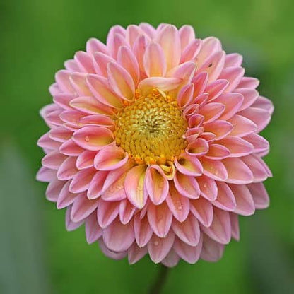 Dahlia Flower Mixed Seeds - Vibrant Blossoms in a Range of Colors