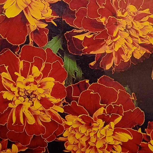 French Marigold Scarlet Red Seeds - Premium Quality, Easy-to-Grow, Vibrant Blooms for Garden Borders & Containers