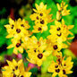 Ixia Yellow Color Flower Bulbs - Bright and Exotic Blooms for Your Garden