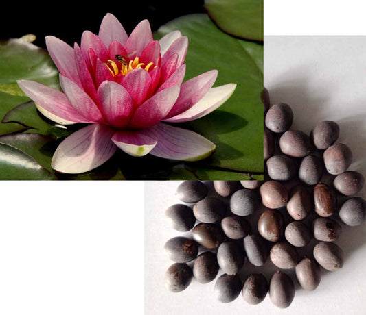 Lotus Seeds - Grow Your Own Serene Water Garden