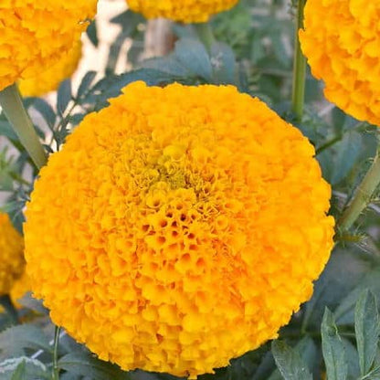 Buy African Marigold Flower Seeds - Vibrant Orange Blooms for Your Garden