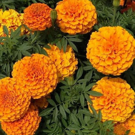 Buy African Marigold Flower Seeds - Vibrant Orange Blooms for Your Garden