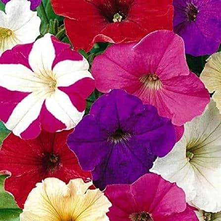 Petunia Flower Seeds Mix - A Burst of Color for Your Garden