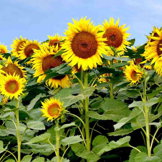 Sunflower Seeds - Grow Towering, Radiant Blooms in Your Garden