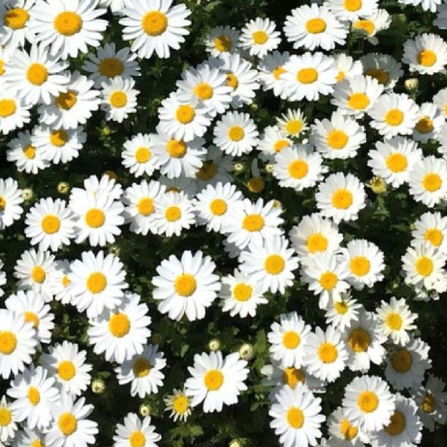 Buy White Chrysanthemum Flower Seeds - Elegant, Long-Lasting Blooms for Your Garden