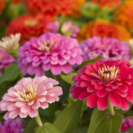 Zinnia Lilliput Mixed Flower Seeds - Compact, Colorful Blooms for Your Garden