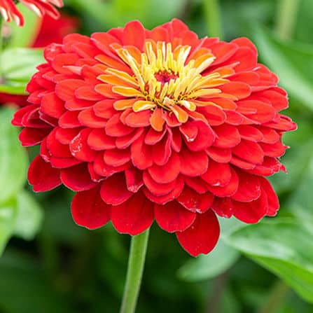 Zinnia Flower Seeds - Scarlet Flame - Bold Red Blooms for Your Garden